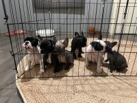 French Bulldog 45 Günlük