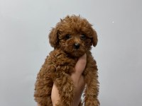 Kore Tea Cup Poodle Yavrular