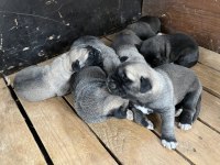 Yavru anadolu çoban köpekleri