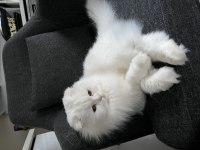 Sağlık sorunlarım sebebiyle scottish fold sahiplendiriyorum