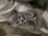 British shorthair bir buçuk aylık yavrular dişi kedi