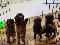 KORE RED BROWN SAFKAN TOY POODLE KÖPEKLER