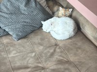 NY1133 SILVER BRITISH SHORTHAIR VE NY25 GOLDEN BRITISH LONG