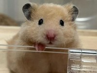 HAMSTER-GONZALES YAVRULARIMIZ HERYERE GÖNDERİM