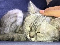 British shorthair ücretsiz