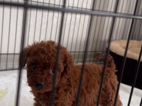 Kore Toy Poodle