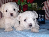Kore Kan Maltese Bebekler