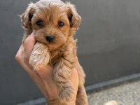 Kore Teacup Maltipoo Eğitimli Yavrular