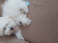 5 aylık dişi maltese terrier