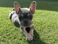 Fransız bulldog lilak tan ve blue yavrular