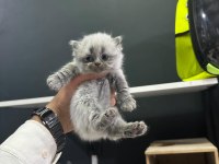 KOCA KAFA BRİTİSH YAVRULARIMIZ AA KALITE SAFKANDIR