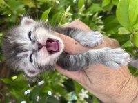 Bizi Bilen Bilir Big Calw Maine Coon
