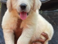 Ev ortamında yetiştirilmiş golden retriever yavrularımız