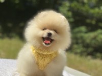 POMERANİAN