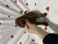 Toy Poodle Bebekler