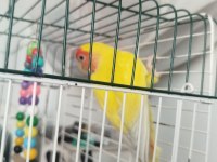 Sevda papağanımız için ulaşın