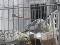 Petshop fiyatına sultan papağanı
