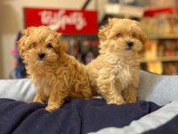 Tüy Dökmeyen Hi̇poalerjeni̇k Safkan Malti̇poo 