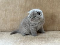Eşsiz Güzellikte Blue Scottish Fold