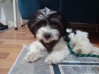 3 aylık maltese terrier