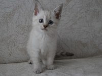 Blue point british shorthair kardeşler