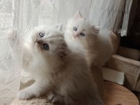 2 Aylık İran Kedisi Sahibimi Arıyorum