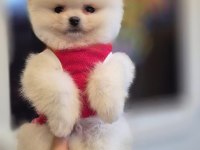 Teacup pomeranian boo dişi erkek yavrular