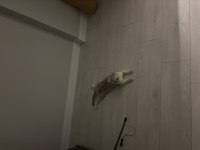Küçük tatlı sevimli yumoş kedimiz