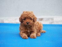 Toy poodle yavrularımız