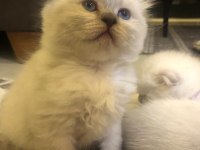 Esmer esmer scottish fold