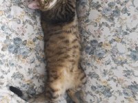 Tatlı Tekir Kedimiz Barınağa Gitmesin