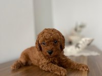 Toy poodle yavruları