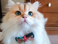 Sahiplendirme British Longhair Kedimiz
