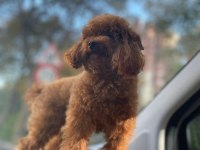 YETİŞKİN DARK RED KORE POODLE ERKEK KUYRUKSUZ