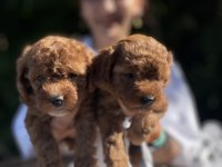 TEACUP GÜZELLER GÜZELİ TOY POODLE BEBEKLER