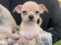 Chihuahua mini severlere