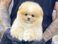 Yeni evlerine gitmeye hazır pomeranian yavruları