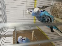 Show JUMBO takım muhabbet kuşu