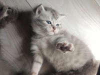 Scottish fold ve straight kedimiz