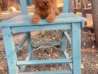 A kalite 1. Sınıf Toy poodle yavrular