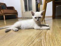 British shorthair yavrular