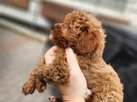 2 aylık aşıları tam 2.5 kilo garantili micro poodle