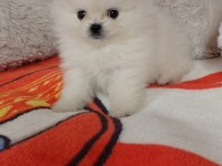 Pomeranian boo 55 günlük