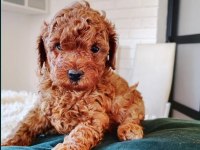 TOY POODLE MÜKEMMEL YAVRULAR
