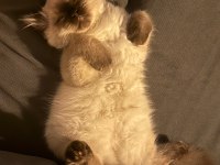 British Longhair Blue Point 3 Aylık Erkek