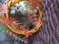 British longhair pamuk şekerler