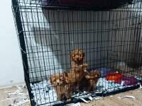 Anne 3.500 kg baba 4.700 Gr toy poodle yavrularım