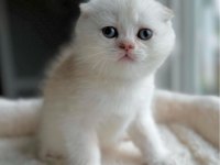 Top kafa pamuk Minnoş scottish fold