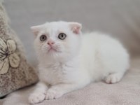 Karbeyaz Scottish Fold Erkek
