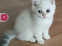 Şafkan British Shorthair